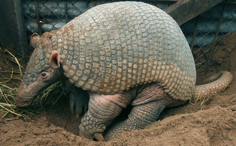Illustration for article titled How the HECK Are Armadillos Real??!!